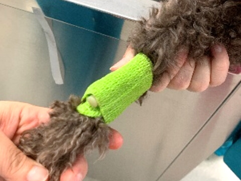 血管確保の様子