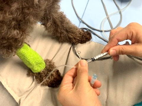 麻酔前投与薬使用の様子