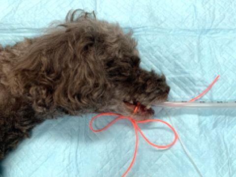 気管挿管・吸入麻酔の様子