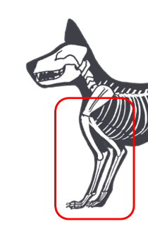 前脚の手術の局所麻酔部位イメージ