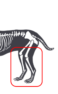 後ろ脚の手術の局所麻酔部位イメージ