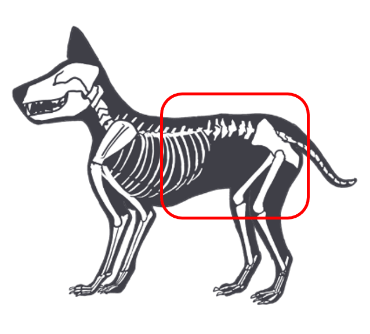 硬膜外麻酔の局所麻酔部位イメージ