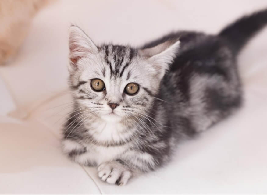 くつろぐ子猫