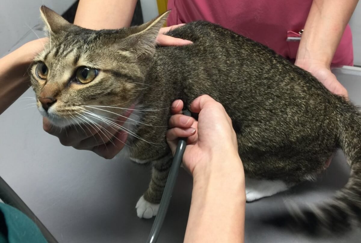 猫の聴診