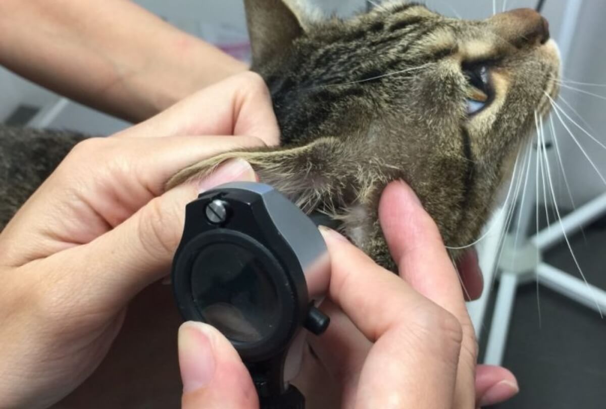猫の聴診