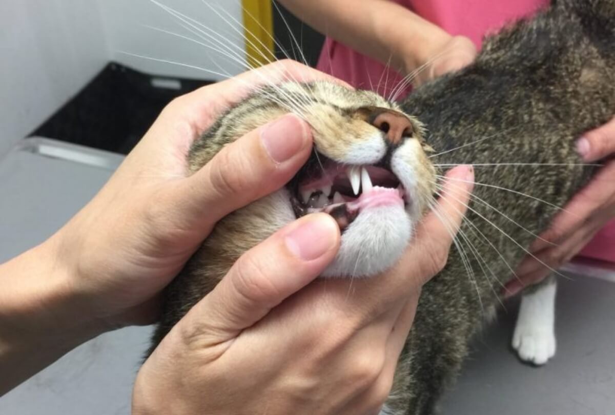 猫の聴診