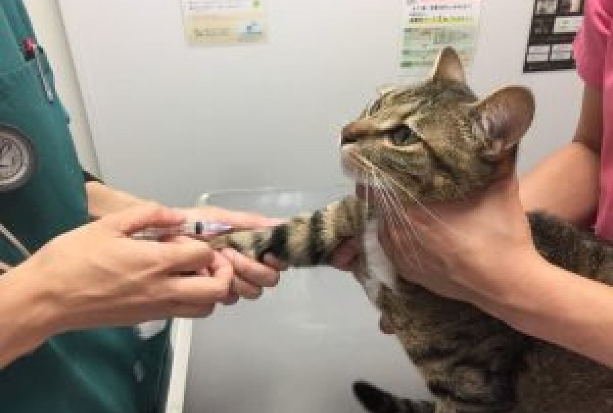 猫の聴診