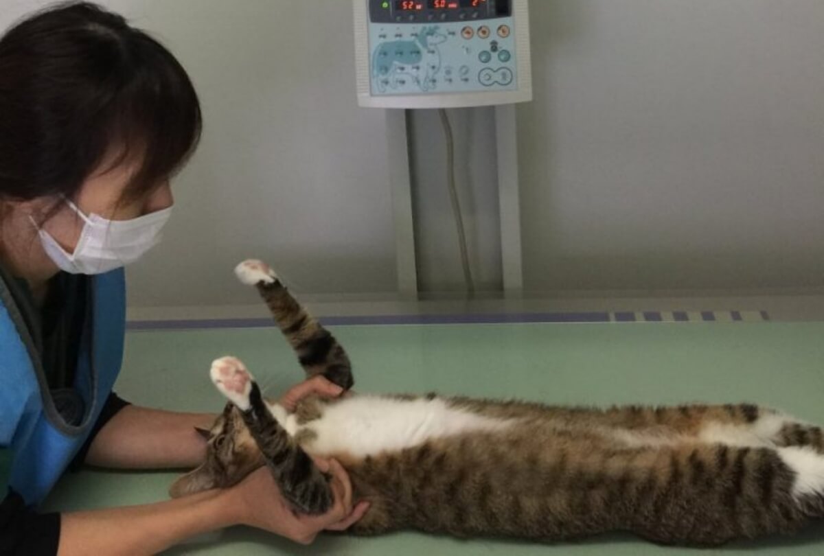猫の聴診