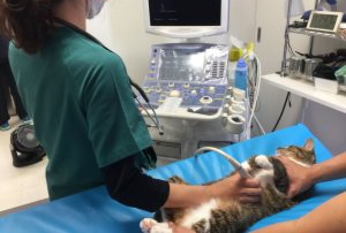 猫の聴診