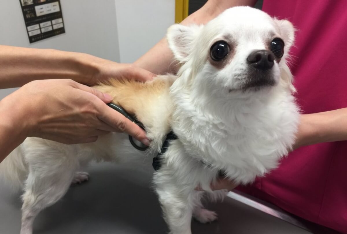 犬の聴診