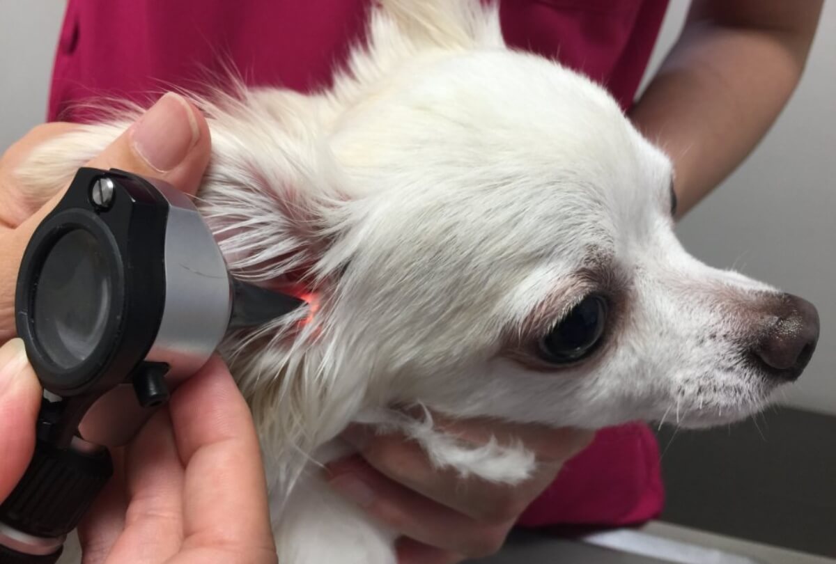 犬の聴診