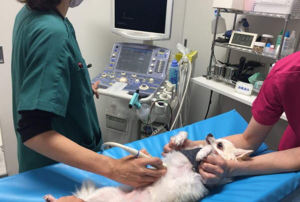 犬の聴診