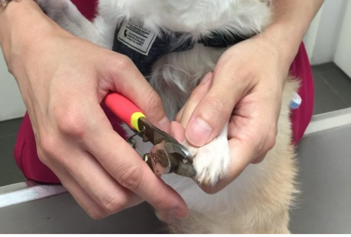 犬の聴診