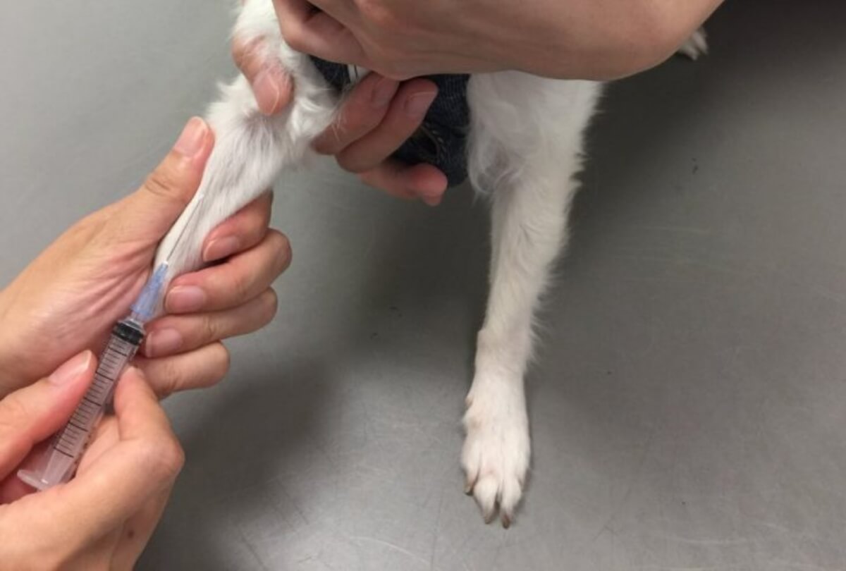 犬の聴診