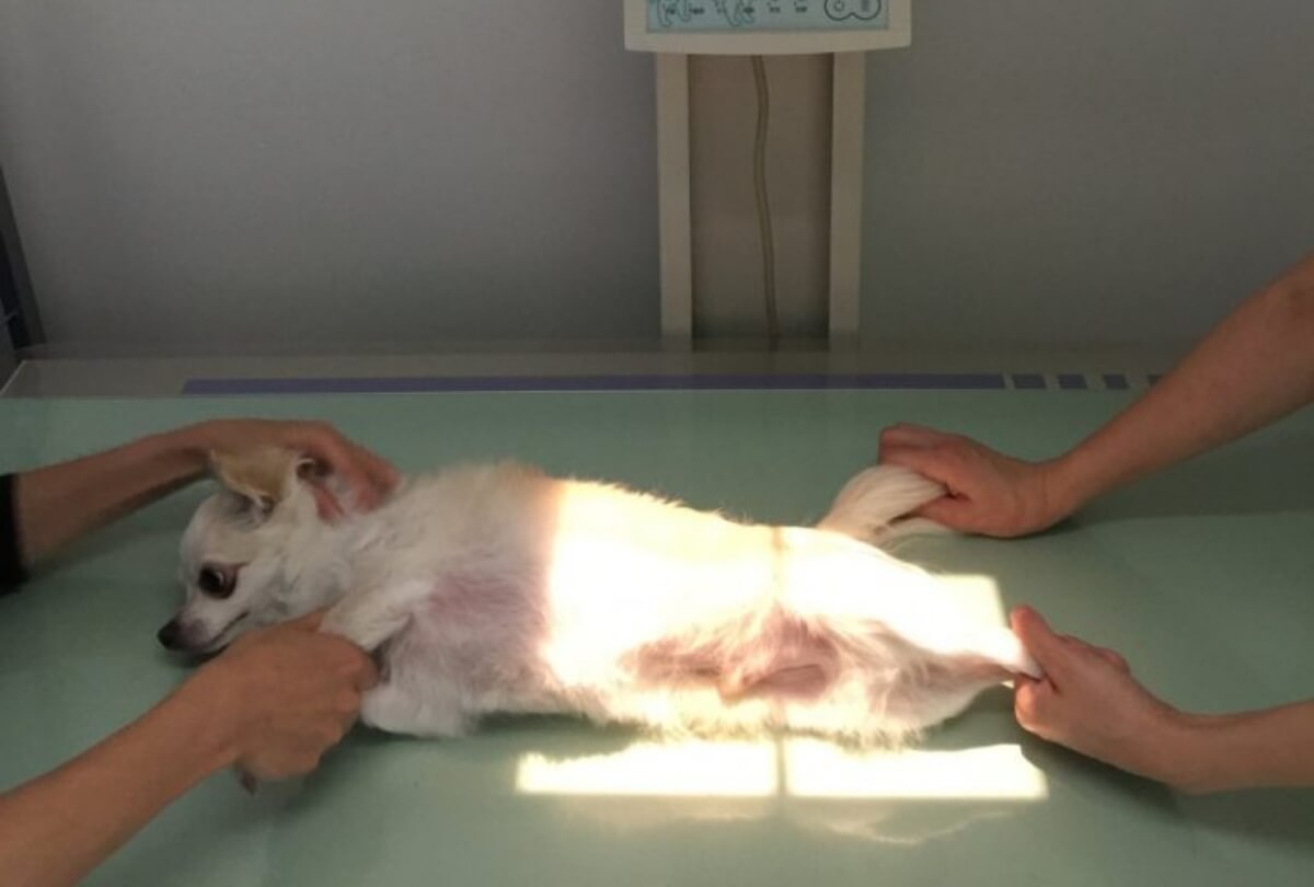 犬の聴診