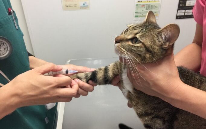 猫の健康診断の様子