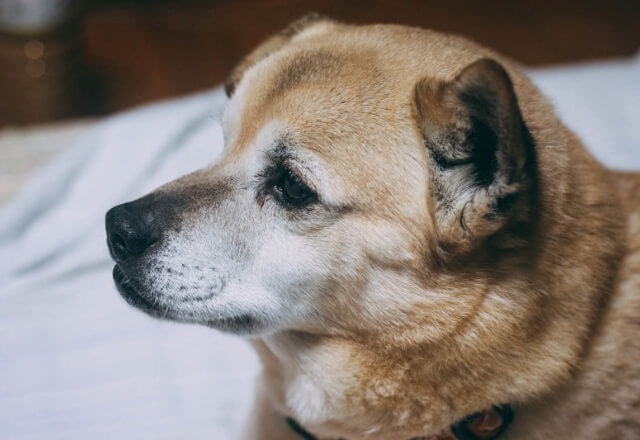 犬の緑内障のイメージ