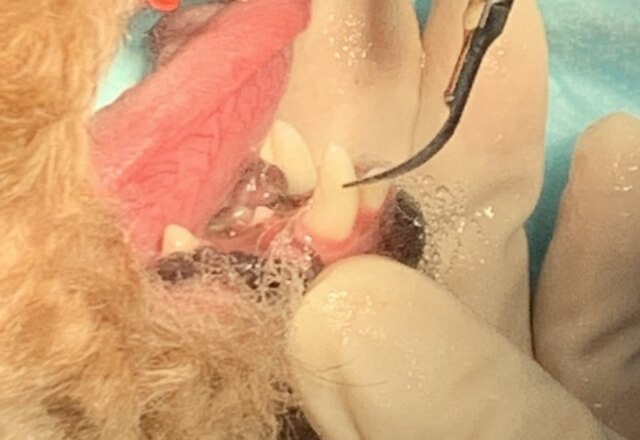 犬の歯周病のイメージ