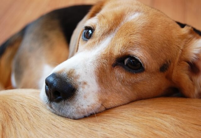 犬の膿皮症のイメージ