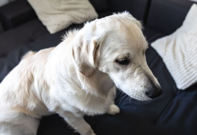 犬の尿石症のイメージ