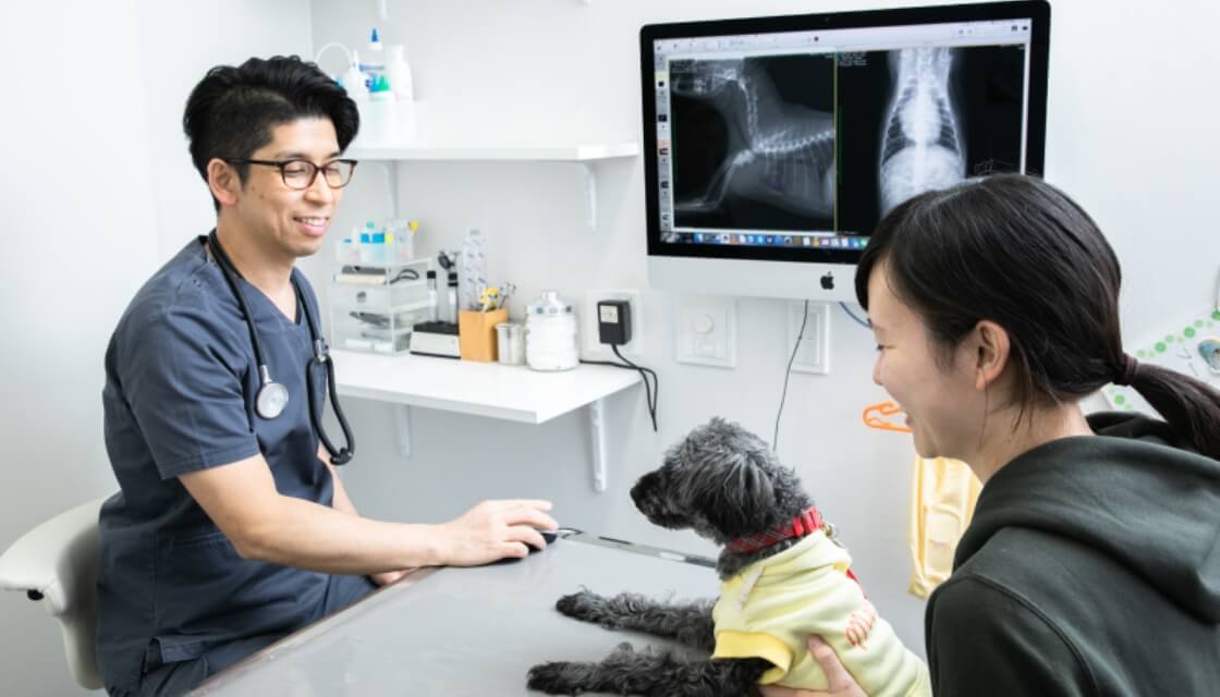 先生が犬の診察をしている様子