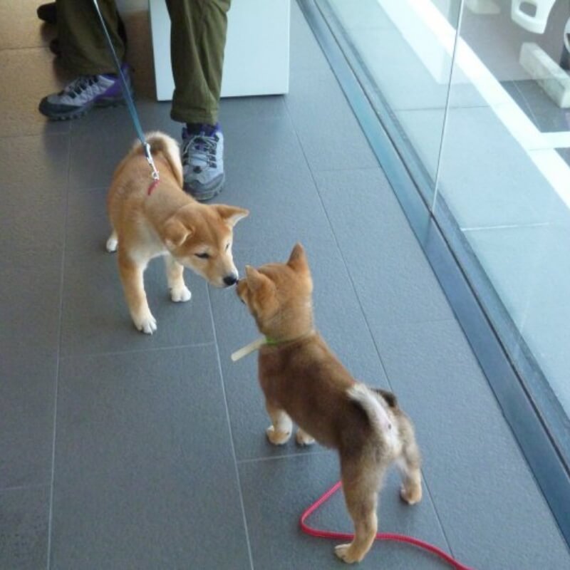 子犬同士が触れ合って社会化レッスンを受けている様子