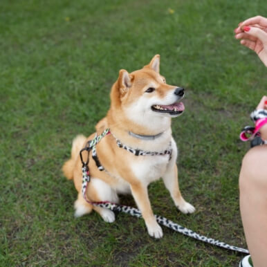 お座りする犬