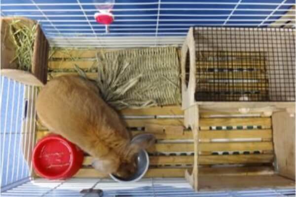 整った環境で過ごすうさぎの様子