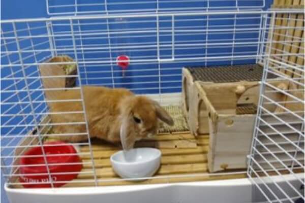 整った環境で過ごすうさぎの様子