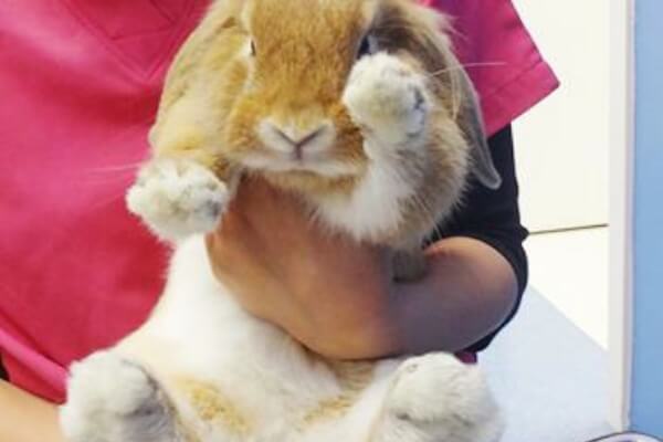 うさぎの抱っこの仕方の様子