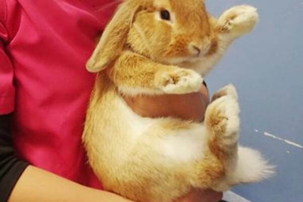 うさぎの抱っこの仕方の様子