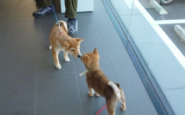 子犬同士が触れ合って社会化レッスンを受けている様子