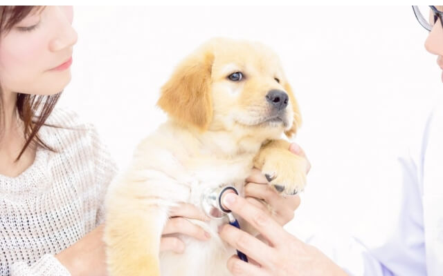 動物病院で獣医師が子犬の健康診断を行っている様子