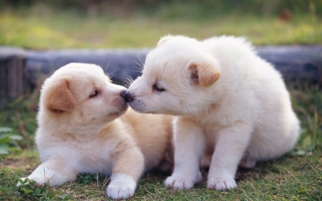 各種予防医療で健康を守られている子犬のイメージ