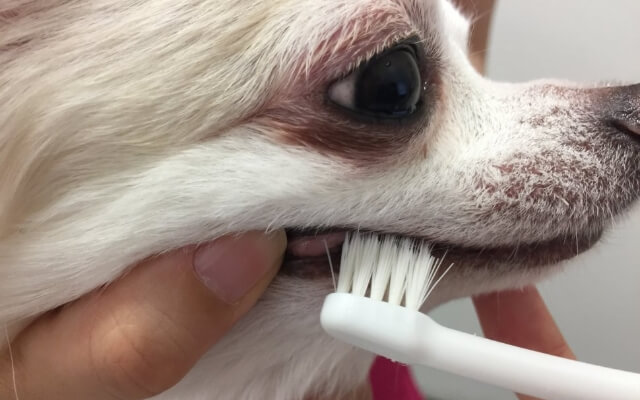 歯磨き教室で犬の歯をブラッシングしている様子