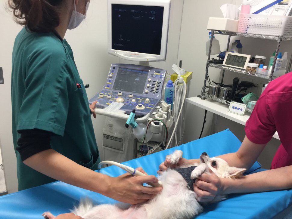 犬エコー