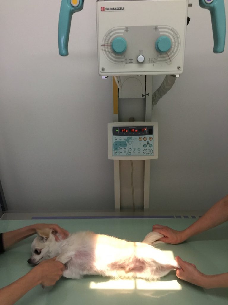 犬レントゲン検査