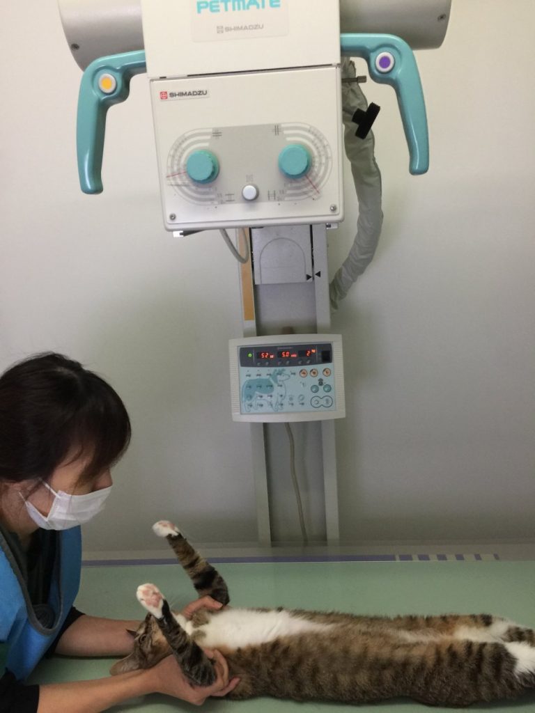 猫レントゲン