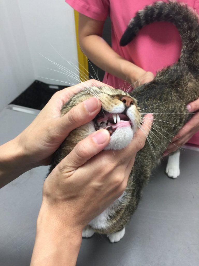 猫お口チェック